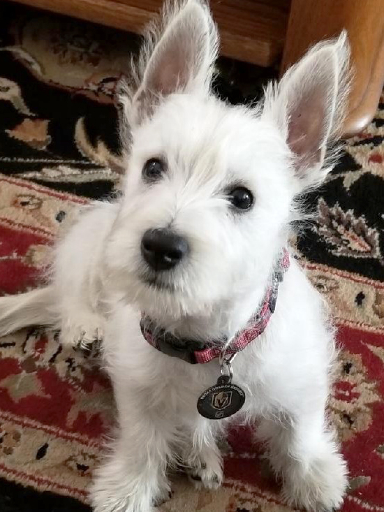 rehome west highland terrier
