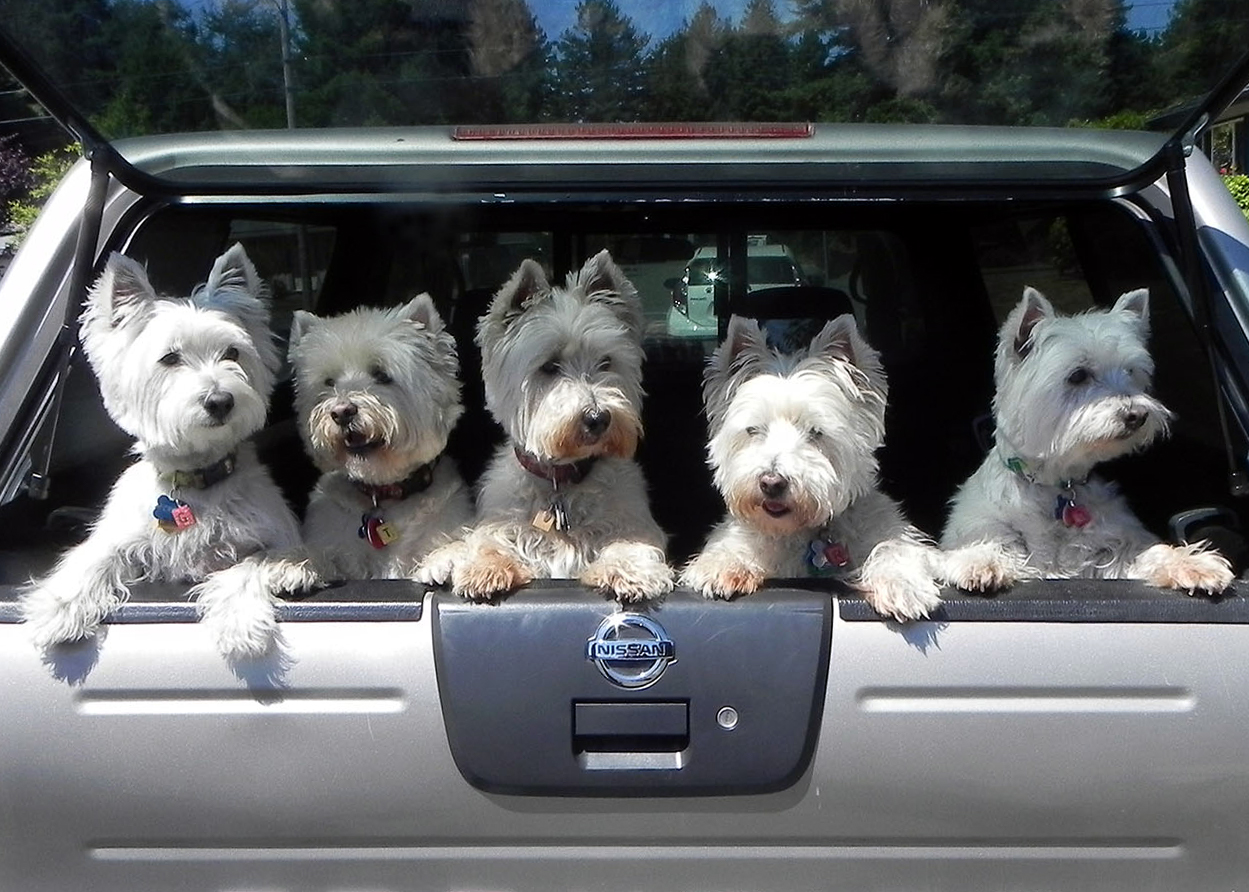 Westie Rescue of California and Seven Western States